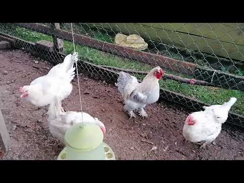 Видео: Вечерний обзор. Все ли зайдут вовремя? 