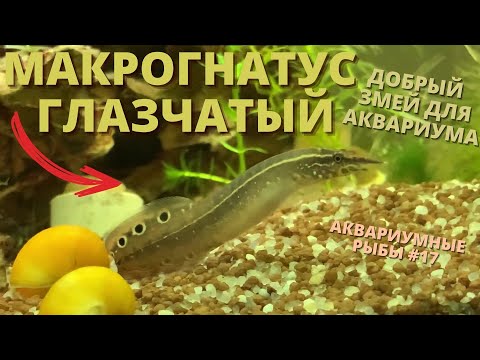 Видео: МАКРОГНАТУС ГЛАЗЧАТЫЙ - УХОД, СОДЕРЖАНИЕ, РАЗВЕДЕНИЕ l МИРОЛЮБИВАЯ ЗМЕЮКА  l АКВАРИУМНЫЕ РЫБЫ #17