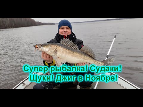 Видео: Вот это попали на Осенний Выход Хищника! Щуки ! Судаки! Джиг на Волге в Ноябре!