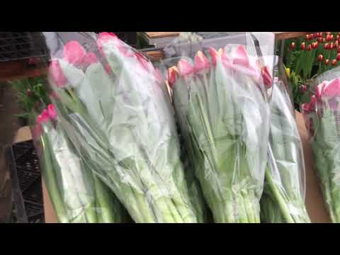 Видео: Вирощування тюльпанів/Вигонка тюльпанів на 8 березня/Продовження/Выращивание тюльпанов