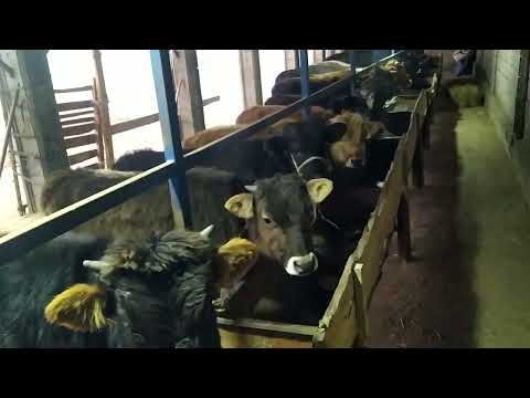 Видео: Жайлогоо даярдык