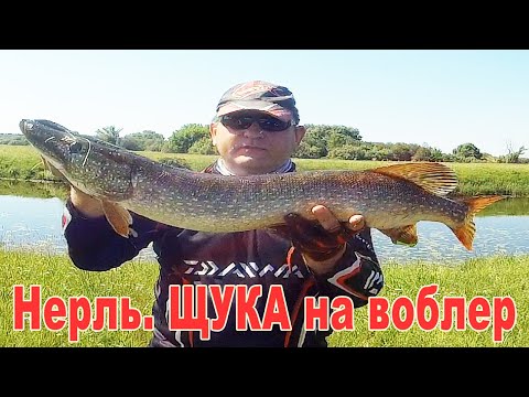 Видео: Щука на спиннинг. Трофей на воблер. Река Нерль.....