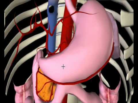Видео: Желудок: строение, функции, кровоснабжение, иннервация, регионарные лимфаузлы