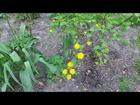 Видео: Керрия японская уже цветет!