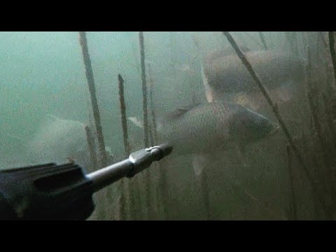 Видео: подводная охота на сазана в камыше. много сазана. Маныч, веселовское водохранилище, 28 августа 2021