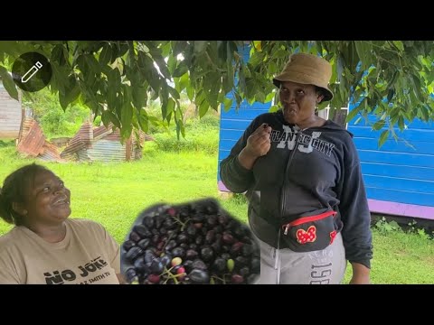 Видео: Собираю рибену, чтобы сделать сок...