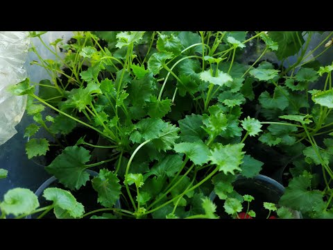 Видео: Кампанулы, как лучше укоренять?