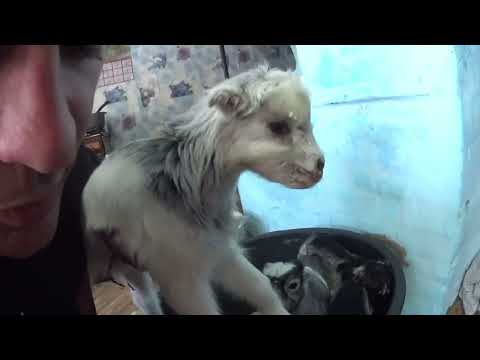 Видео: родились козлики ламанча.