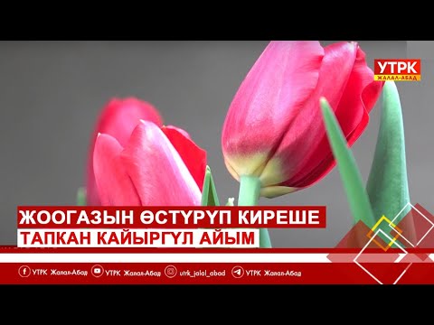 Видео: Жоогазын өстүрүп киреше тапкан Кайыргүл айым