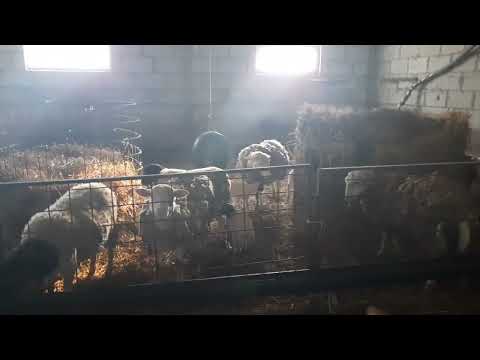 Видео: 20.02.2025 Кормушки для овец (сетки)