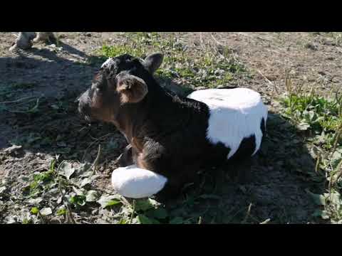 Видео: Махнул не глядя прп-1.6 на прф-180.