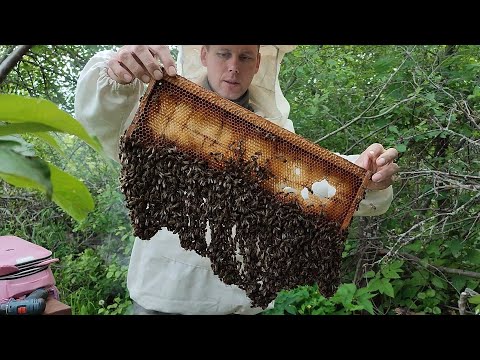 Видео: Пересадка роёв №10,11 (8 и 9)