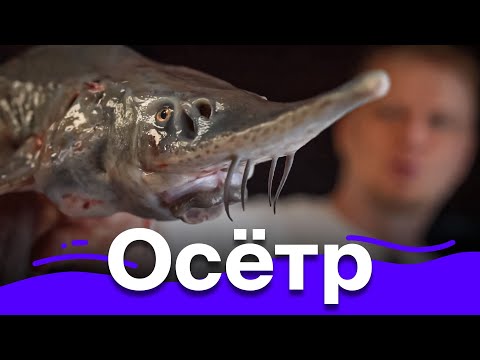 Видео: Запекаем ОСЕТРА. Просто и красиво!