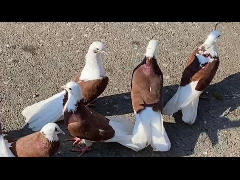 Видео: Baku ￼￼ Pigeons Market.  Баку голубиный базар.  2025