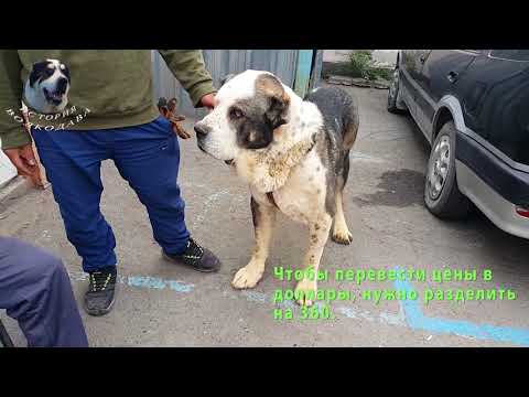 Видео: Собачий рынок в Алмате. Новые аксессуары для моих волкодавов.