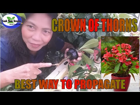 Видео: Терновый венец, как вырастить молочай Мили из черенков