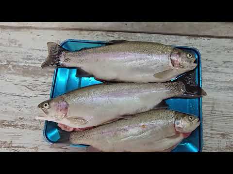 Видео: Первая авария, первая икра ну и немного технической части.(икра в конце видео)