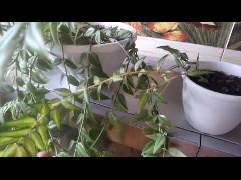 Видео: Hoya bella - разновидности, тонкости в уходе, готовимся к цветению