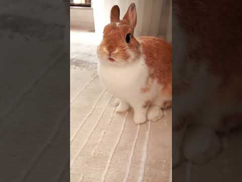 Видео: НЕ ПРОПУСТИ! Самая страшная ошибка, когда живешь с кроликом