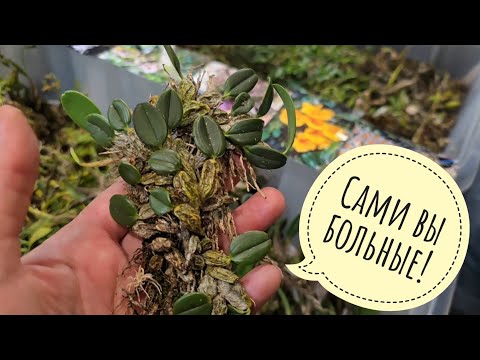 Видео: Нашла орхидейную копошилку на Рептилиуме! Иван из @online-greenhouse помог набрать добра у Лиена