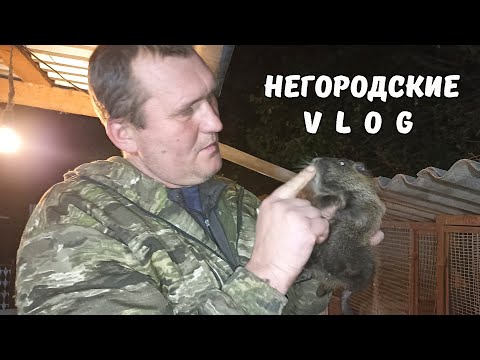 Видео: НУТРИИ: побоялись за молодняк и отсадили. 16.10.25