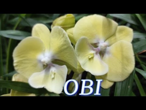 Видео: №835/ КРАСИВЫЕ, свежие ОРХИДЕИ в OBI.