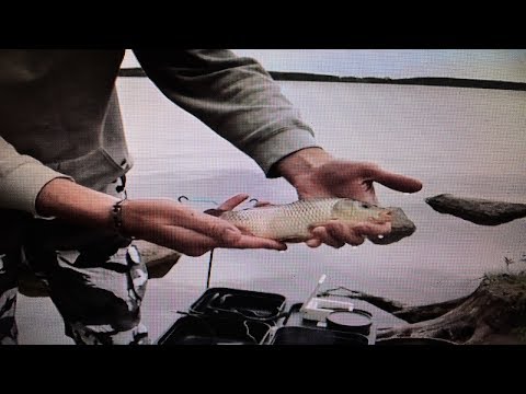 Видео: Рыбалка озеро Шарташ на фидер | Бонусный жирный карась!