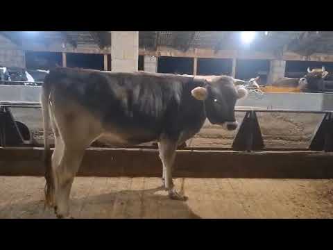 Видео: бука