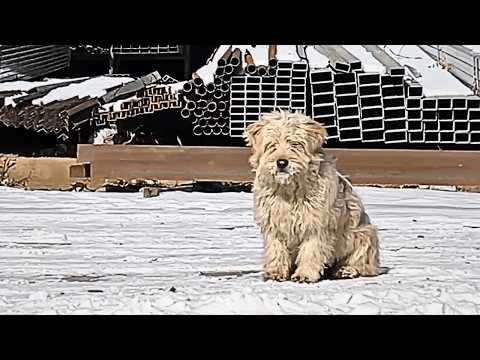 Видео: Пугливая и голодная собака приняла еду от мужчины — первый шаг к изменению судьбы.
