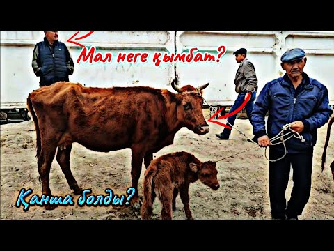 Видео: Мал кымбатлап кетти! 13-Октябр Шымбай мал базары/Ат базары/Кой ешки базары кандай болды?