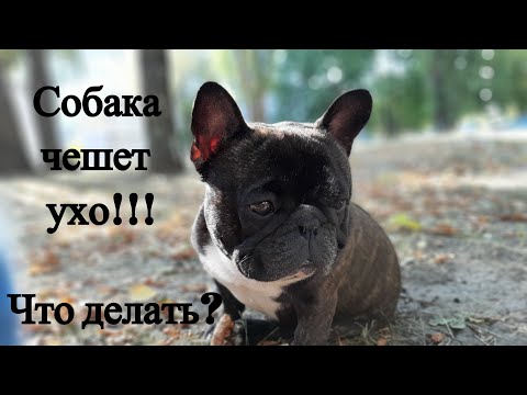 Видео: Ушной клещ у французского бульдога