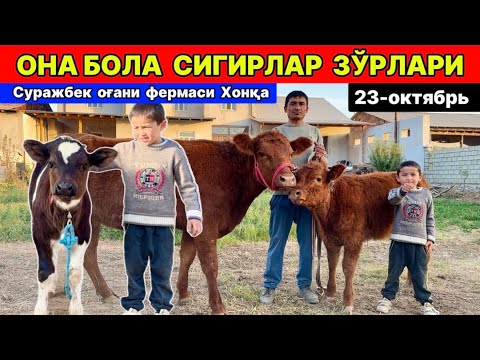 Видео: ОНА БОЛА СИГИРЛАР ЗЎРЛАРИ ЧИҚДИ Сурожбек Хонқа 23-октября 2025 г.