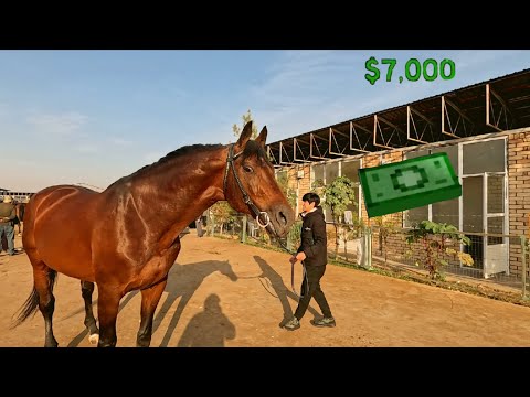 Видео: ТОШКЕНТ ОТ БОЗОР! КОННЫЙ РЫНОК ТАШКЕНТА! HORSE MARKET!