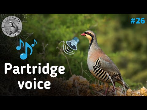 Видео: Partridge voice | Partridge hunting   | Овози кабк Куропатка Голос  |Охота Кеклик | Каклик