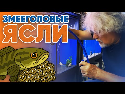 Видео: Аквариумные истории из ЭКЗОМЕНЮ (25.07.2025). Змееголовые ясли.