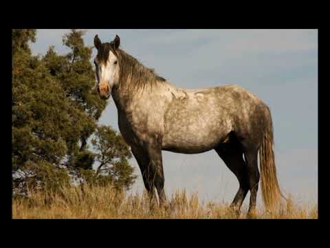 Видео: Иесін соңғы сапарға шығарып салған тұлпар