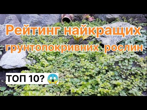 Видео: ТОП 10 🔥 Найкращі Грунтопокривні Рослини мого саду