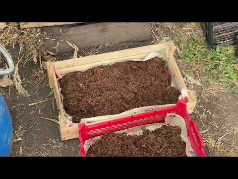 Видео: Ферментация Табака 