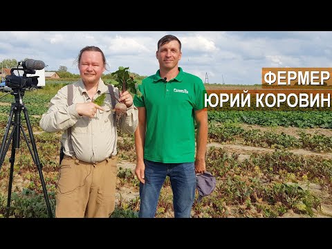 Видео: Овощеводство открытого грунта. Фермер Юрий Коровин, Калининградская область