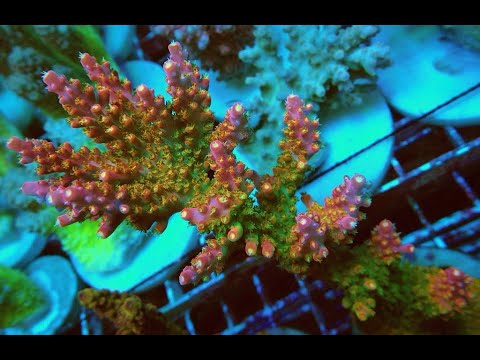 Видео: «Рифовый Аквариум» Биология.Часть 9