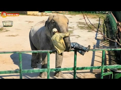 Видео: Спрячь за высоким забором Витюшу - выкрадет вместе с забором! Слон воровайка! Тайган!