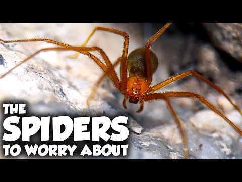 Видео: Самые страшные укусы пауков, о которых никто не говорит — Desert Spiders