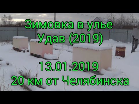Видео: Зимовка в улье Удав (2018-2019).  Beekeeping.