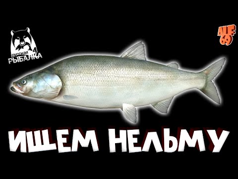 Видео: ИЩЕМ НЕЛЬМУ НА СПИННИНГ, ФАРМИМ, ОБЩАЕМСЯ! СТРИМ РУССКАЯ РЫБАЛКА 4 (RUSSIAN FISHING 4)