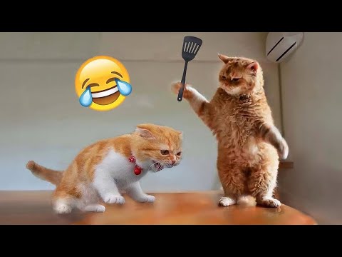 Видео: Смешные кошки и собаки 🐶🐱 Приколы с Животными #35