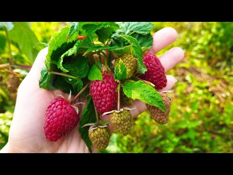 Видео: Нижегородец - ранний, крупный, урожайный и беспроблемных сорт ремонтантной малины