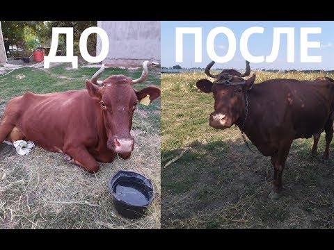 Видео: ПАРЕЗ И ТРАВМА У КОРОВЫ ЛЕЧЕНИЕ ОТ И ДО