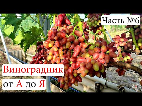 Видео: Виноградник с НУЛЯ. С чего НАЧАТЬ. Основные ОШИБКИ. Часть №6