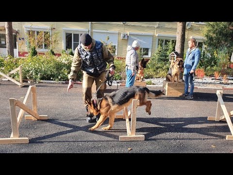 Видео: ДТ-199. Выездной урок - работа со стаей немецких овчарок. 3. Первые успехи