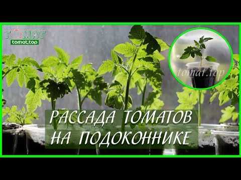 Видео: Рассада томатов на подоконнике в квартире и без подсветки! Стоит ли выращивать?